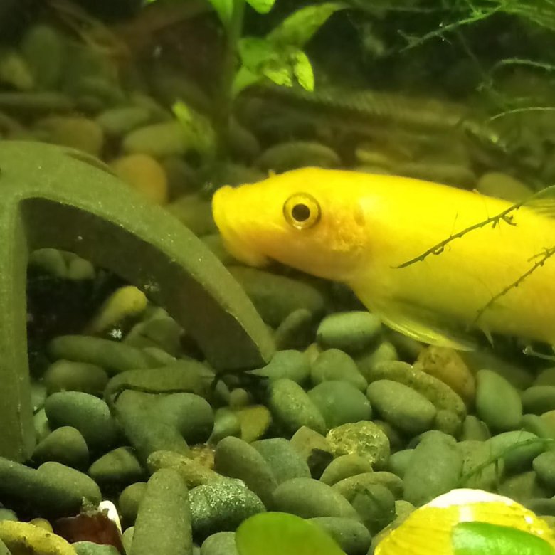 Сом гиринохейлус аквариумная рыбка, содержание в аквариуме