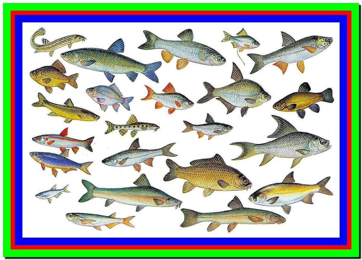 ???? какие рыбы водятся в реках россии, их подробное описание с фото