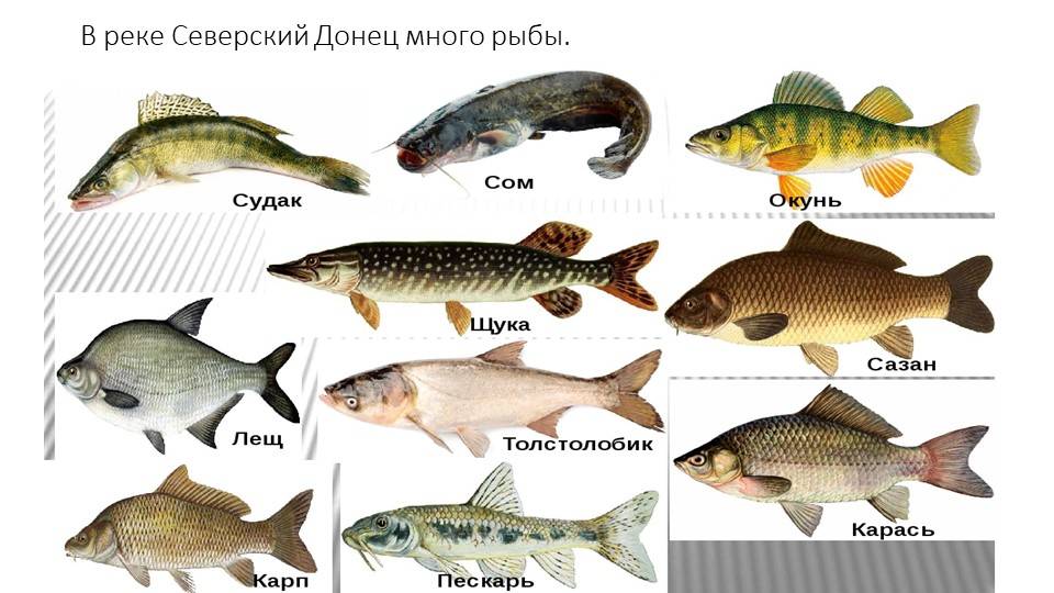 Рыбалка в ростовской области - читайте на сatcher.fish