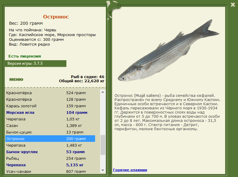 Рыба лобан - описание, места обитания, снасти, ловля