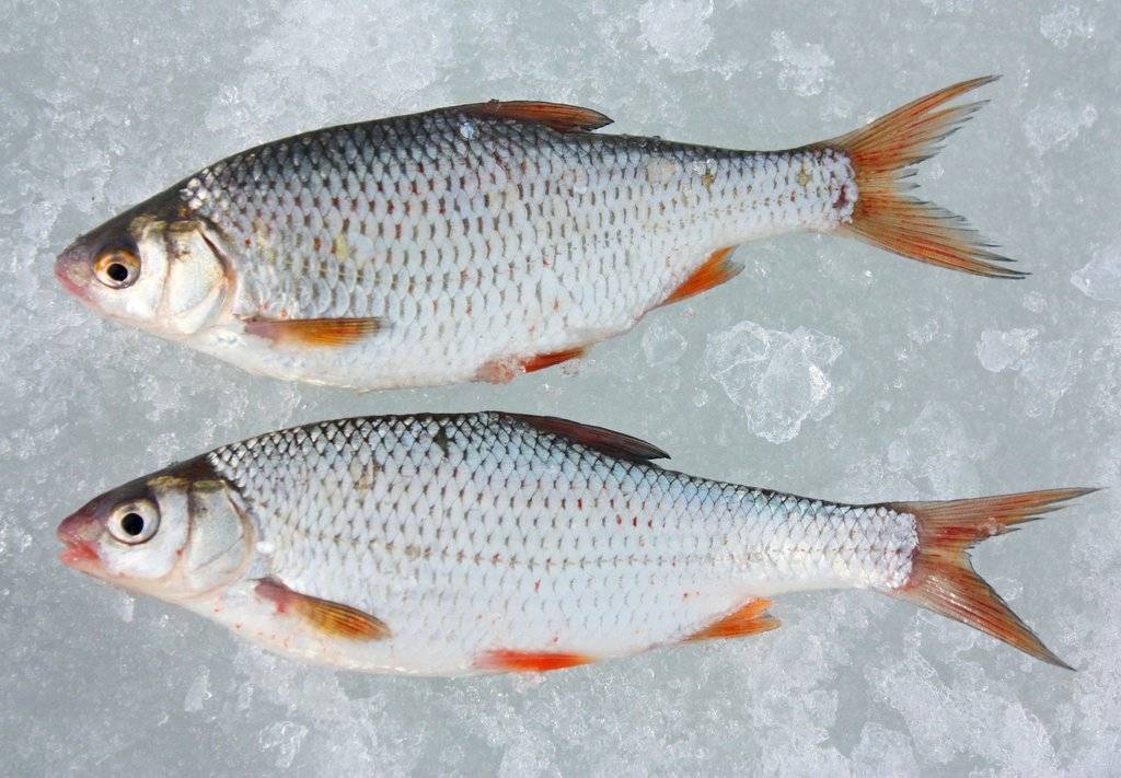 Рыба «Вобла» фото и описание