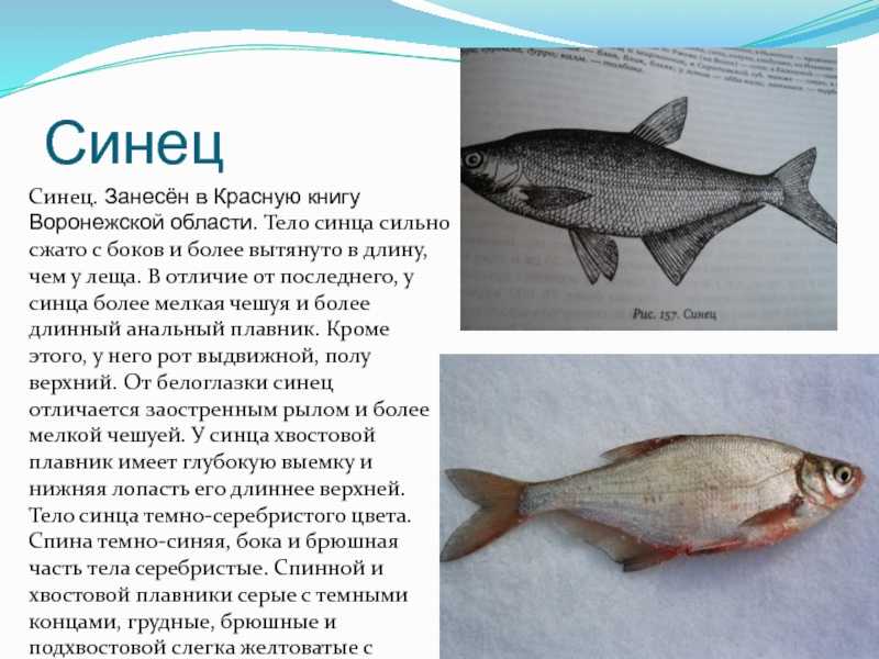 Сопа (белоглазка): описание рыбы, места обитания, нерест, образ жизни и способы ловли
