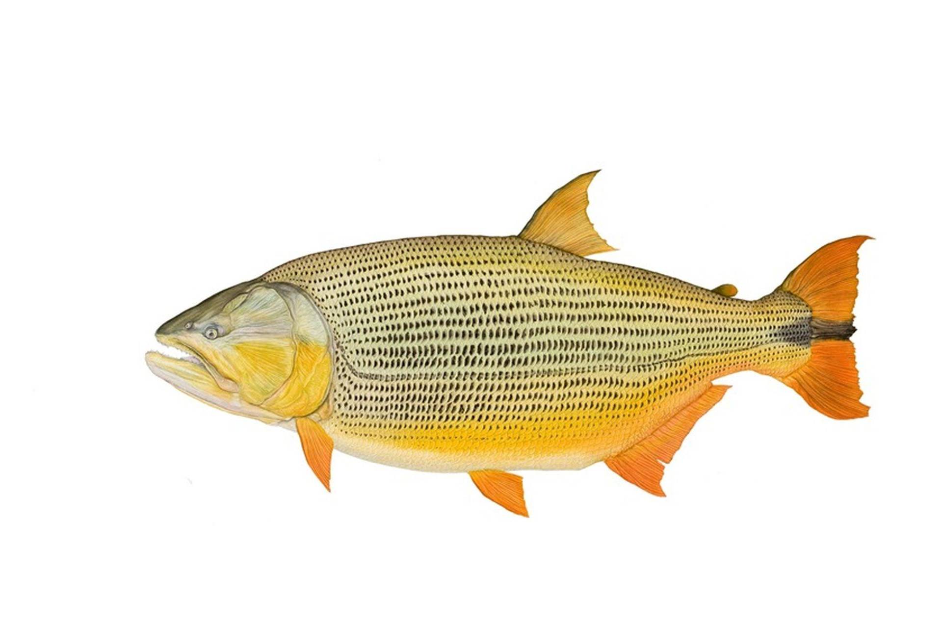 Рыба «Дорадо золотой» фото и описание