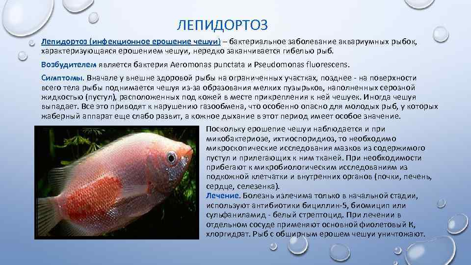 Болезни аквариумных рыбок ?: лечение, фото, симптомы, диагностика болезней аквариумных рыб