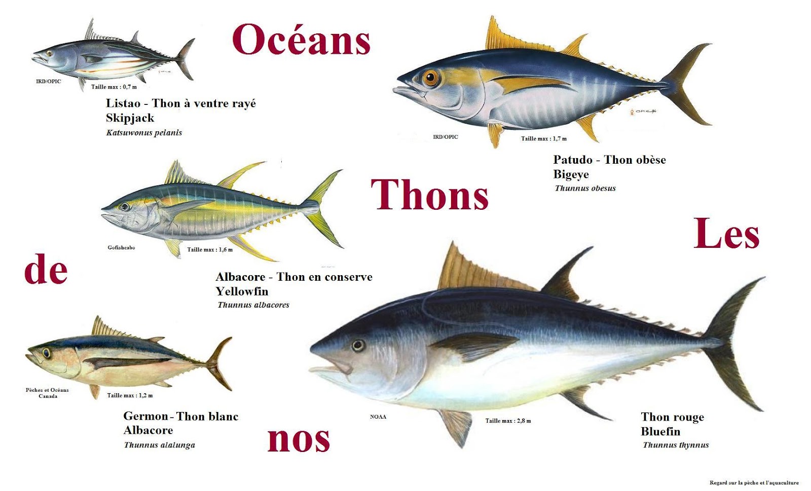 Что за рыба тунец: характеристика и места обитания