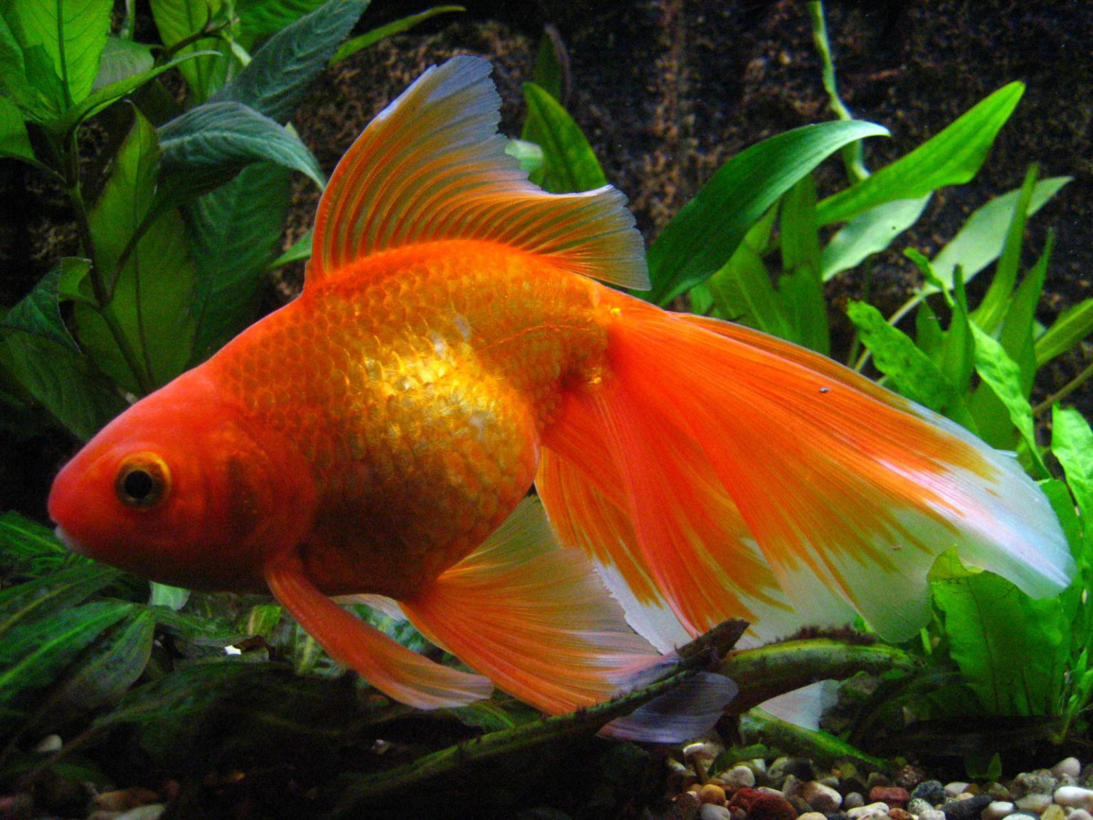 Вуалехвост – самая неприхотливая золотая рыбка |