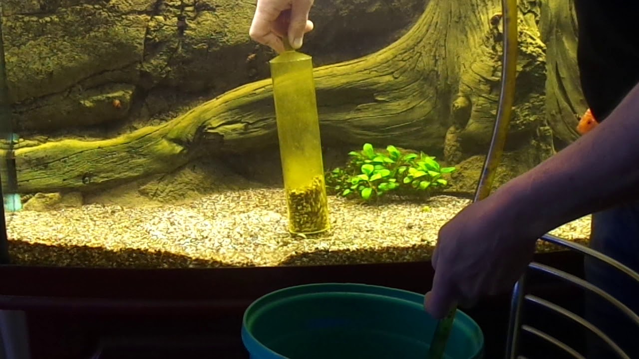 Чистка аквариума с рыбками и растениями в домашних условиях