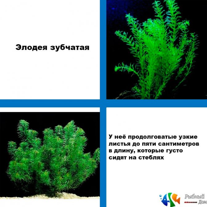 Аквариумное растение элодея или водяная чума