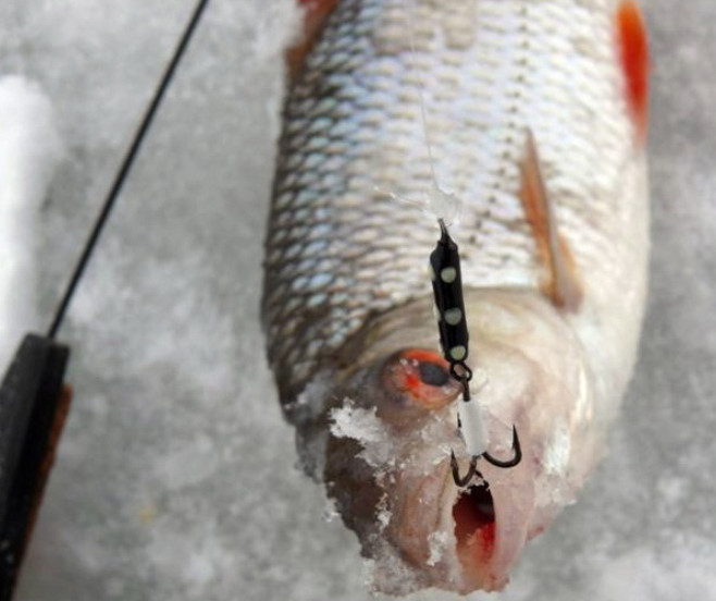 Ловля леща на черта зимой: техника и тактика зимней рыбалки
