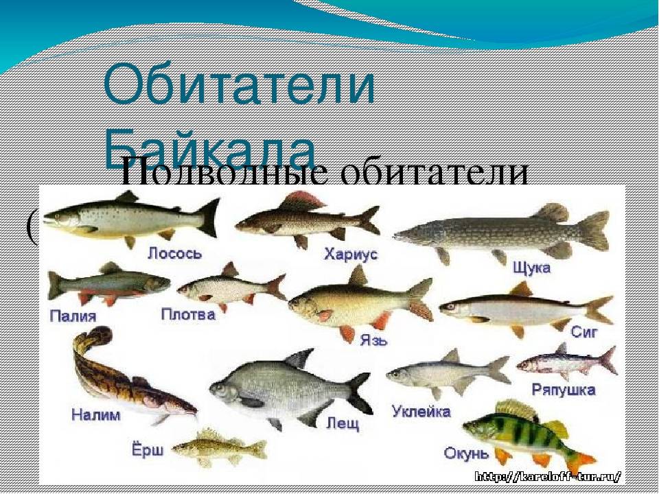 Правила рыбалки в ростовской области (2022 г.)