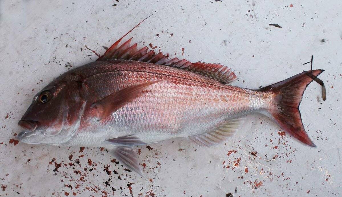 Басс суонни фото и описание – каталог рыб, смотреть онлайн