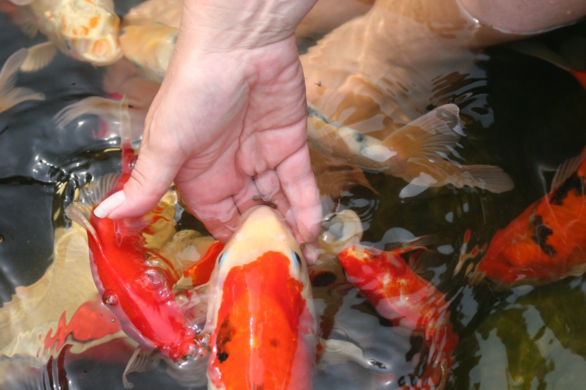 Как прикармливать рыбу – подробное руководство