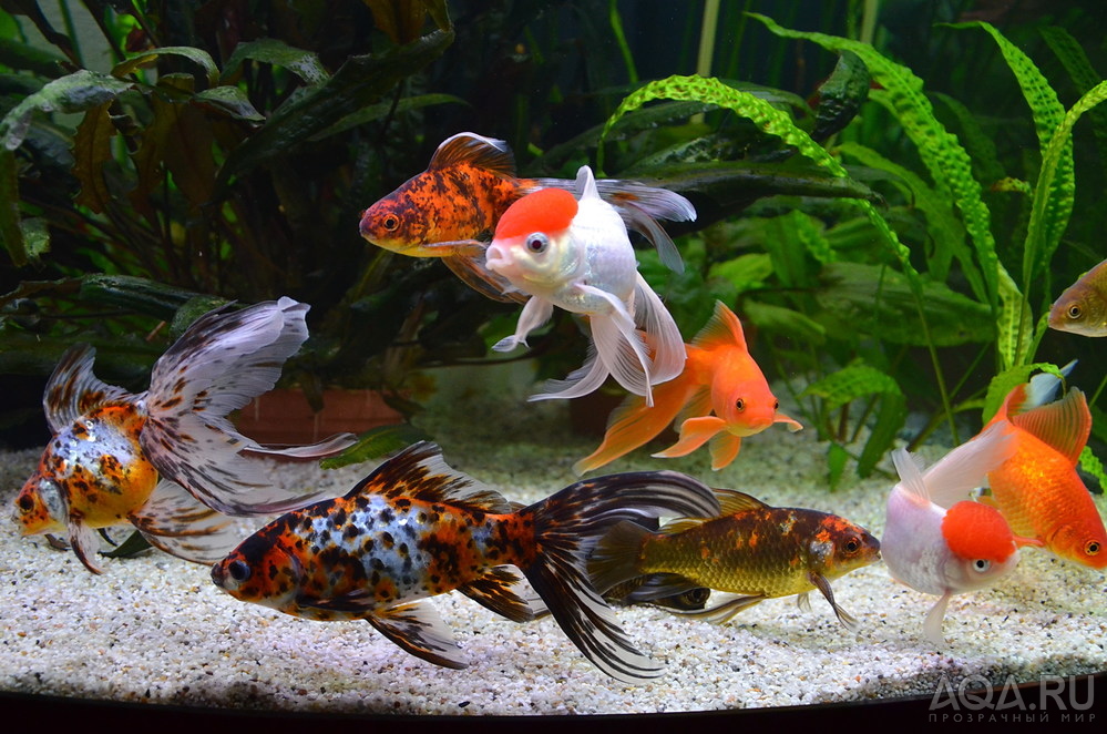 Как размножаются золотые рыбки в аквариуме в домашних условиях: описание, уход, видео