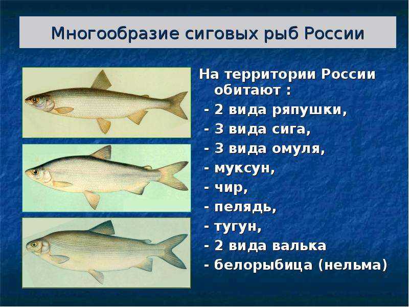 Рыба омуль фото и описание