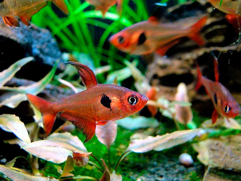 Рыбка минор: аквариумные кровавые тетры – содержание