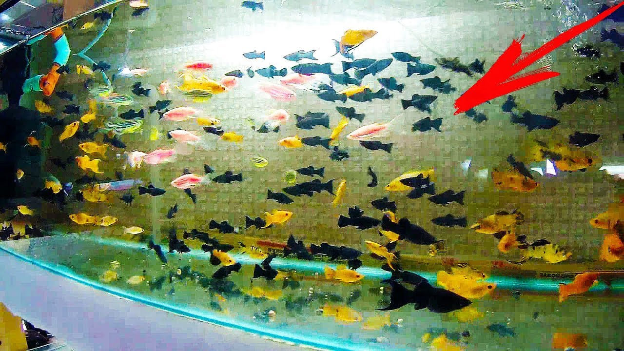 Разведение аквариумных рыбок: бизнес-идея, как открыть, вложения, оборудование, что нужно для открытия + реальные кейсы