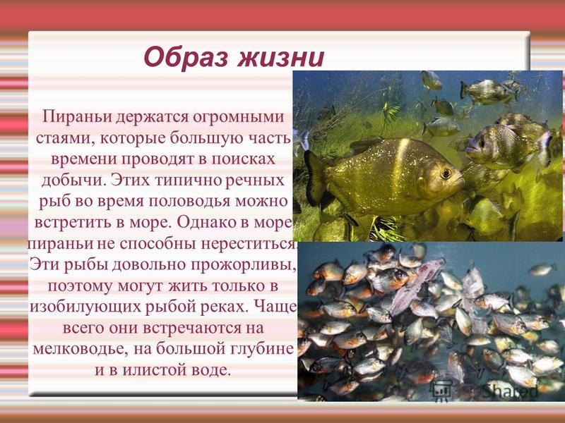 Питание рыб и работа их органов чувств