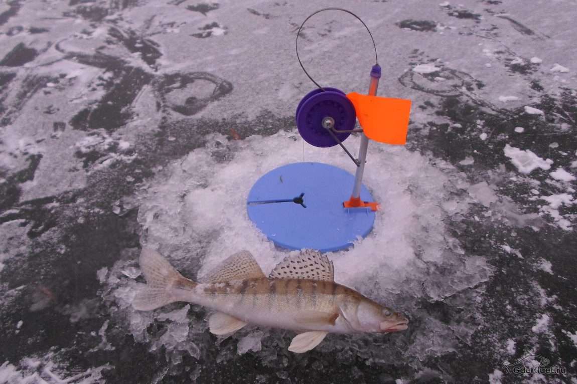 Как поймать живца зимой для рыбалки на жерлицы
