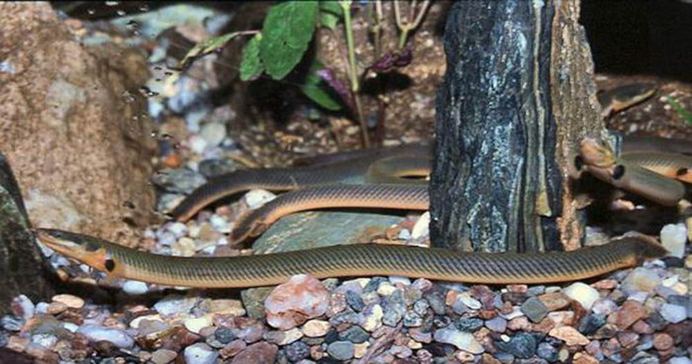 Рыба змея (каламоихт калабарский) в аквариуме: содержание, уход, совместимость, кормление, размножение аквариумной рыбки