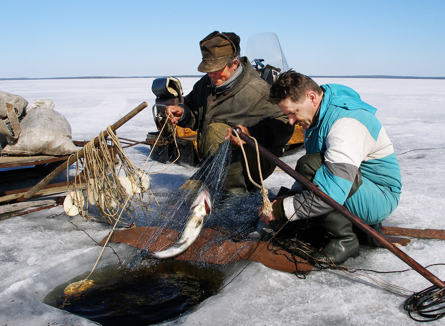 Работа рыбалки. Рыболовство Ханты и манси. Рыболовство северных народов. Рыболовство на севере. Промысел рыбы на севере.