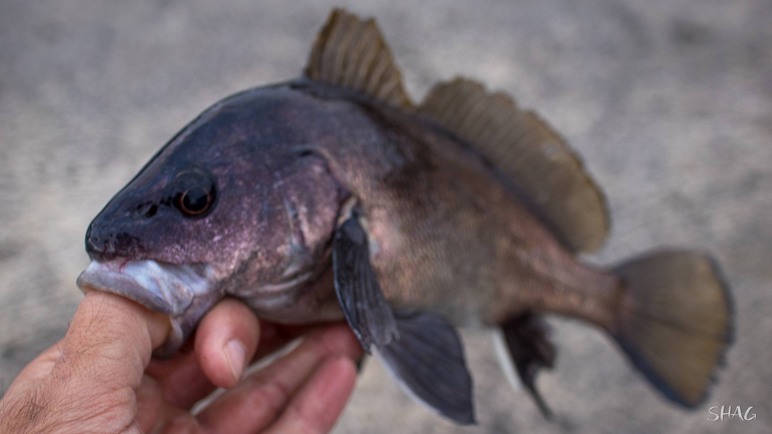 Белуга фото и описание – каталог рыб, смотреть онлайн