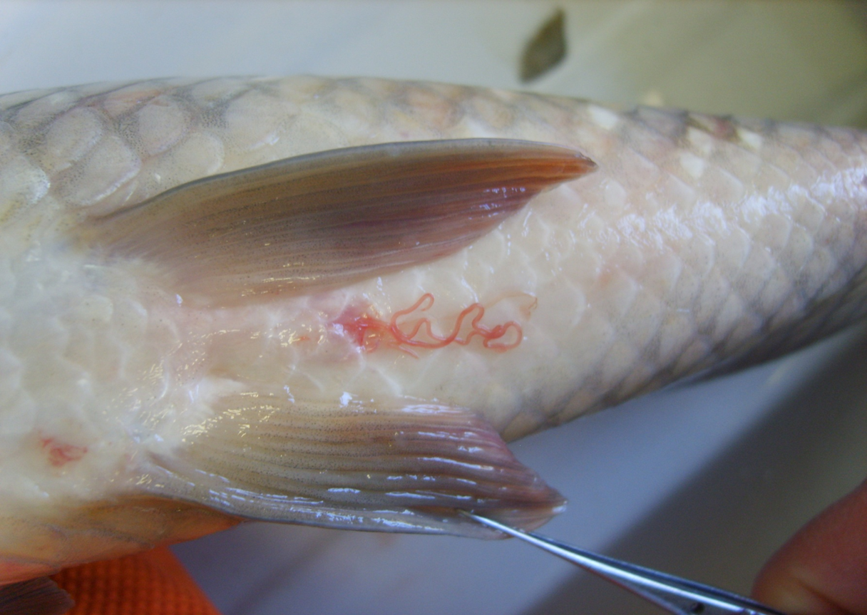 Может ли рыба съесть человека. Филометроидоз карповых рыб.