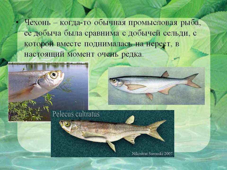 Чехонь рыба: фото и описание, где водится, как поймать и на что ловить, рецепты приготовления с видео