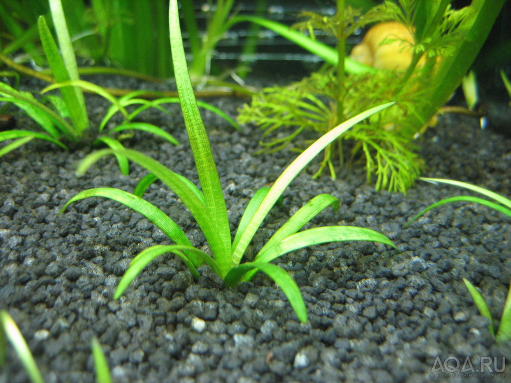 Сагиттария – аквариумное растение: содержание, виды, фото, видео