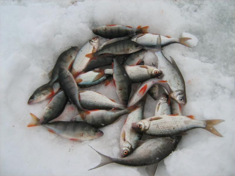 Рыбалка на можайском водохранилище