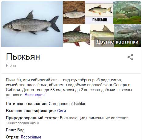 Рыба сиг фото и описание