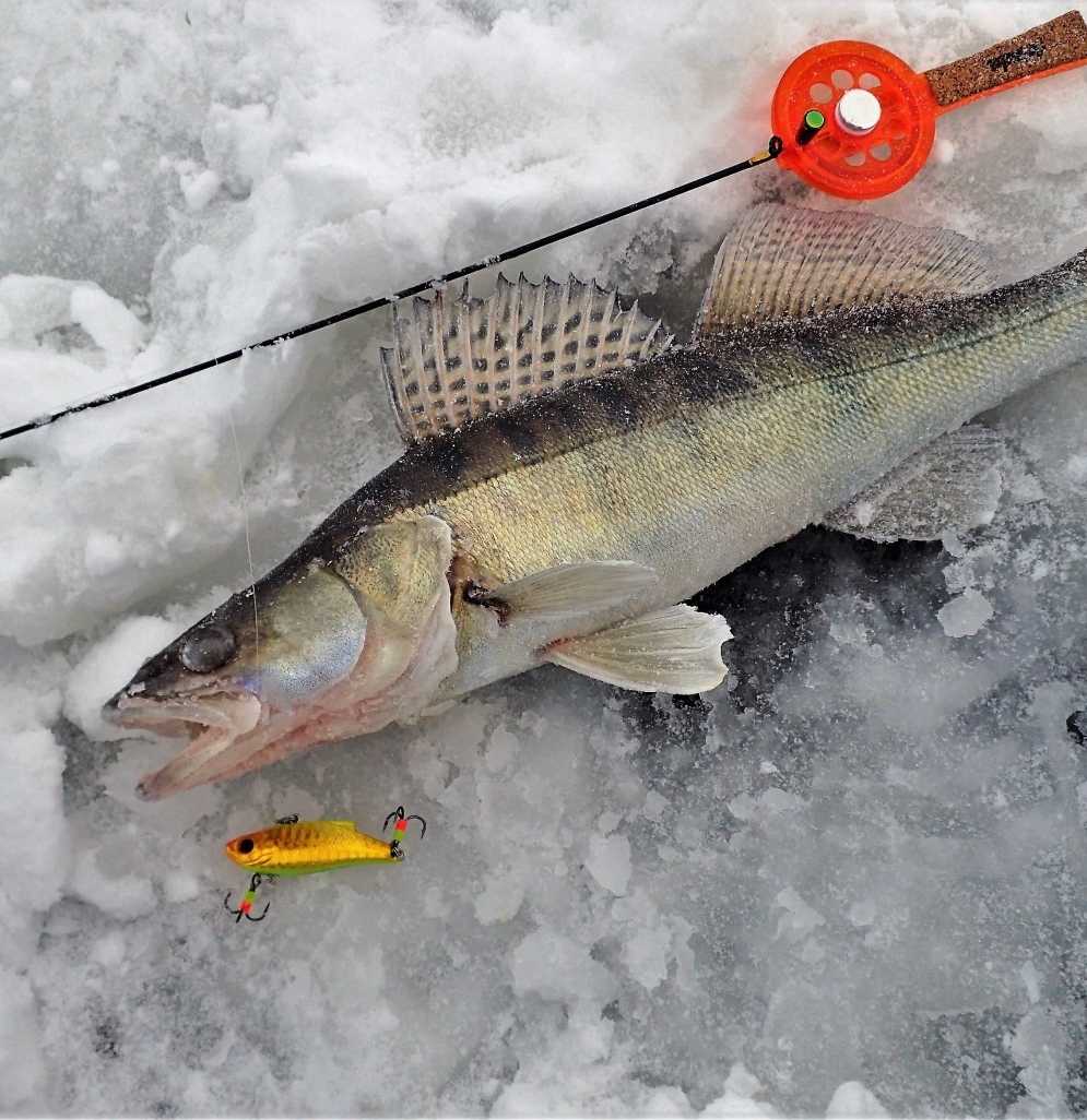 Ловля судака зимой | особенности рыбалки на судака со льда