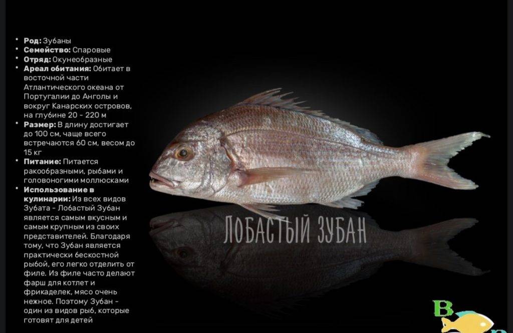 Глазач фото и описание – каталог рыб, смотреть онлайн