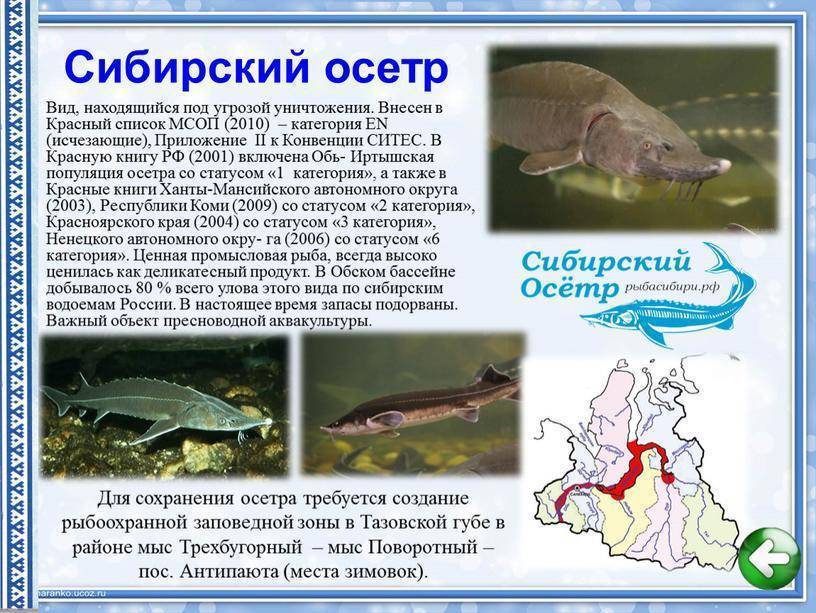 Русский и сибирский осетр: внешние отличия рыбы и ее икры