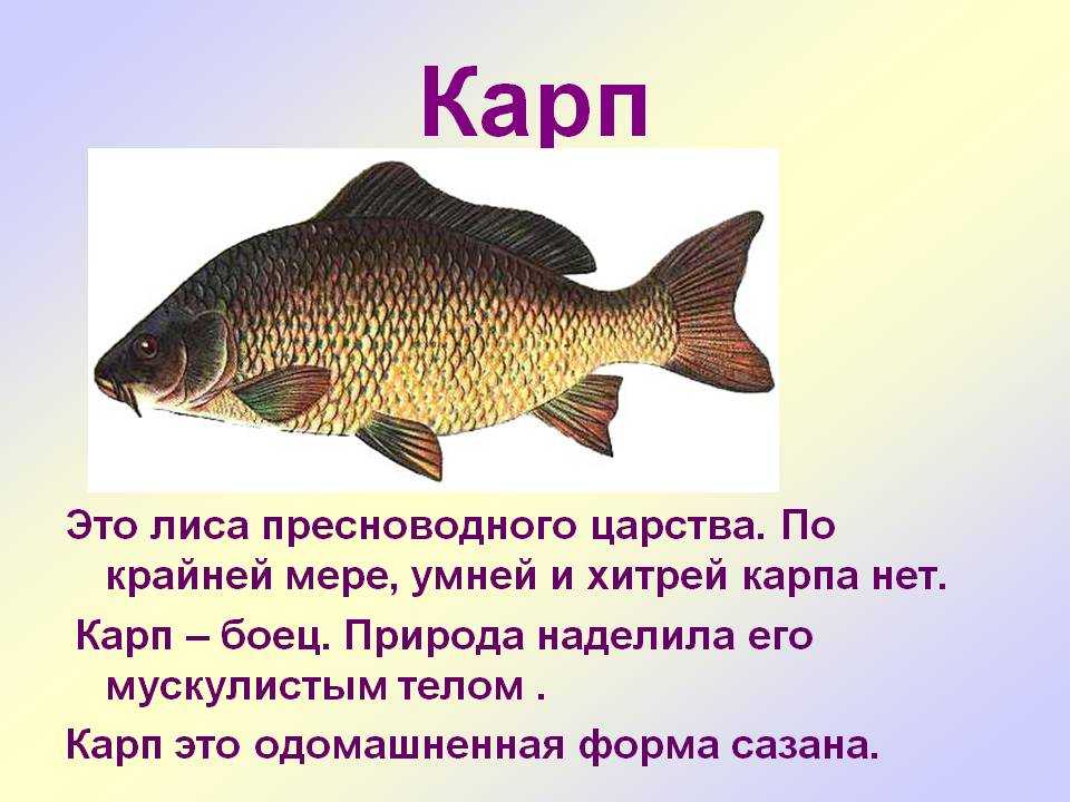 Рыба лобан или черная кефаль – самая крупная из серых кефалей