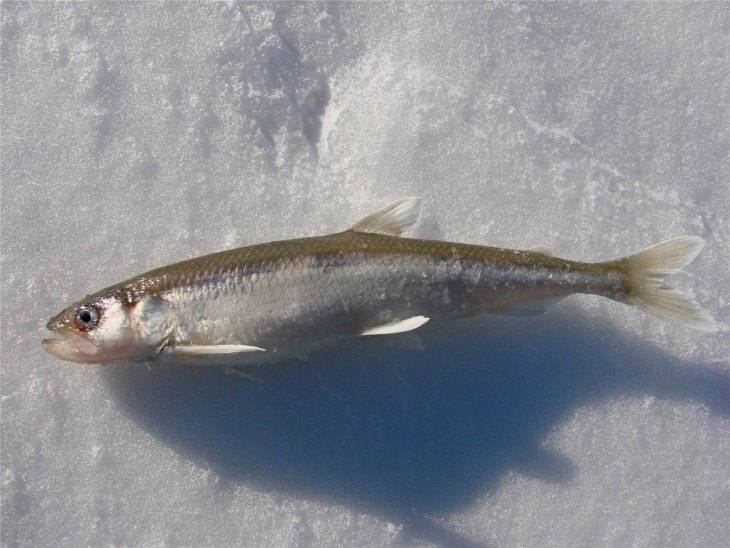 Рыба снеток (корюшка): краткое описание, особенности и рецепты