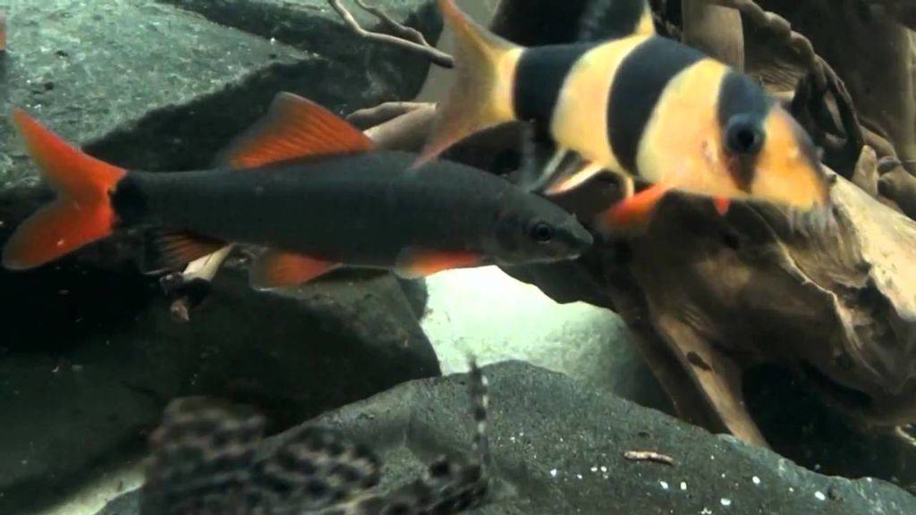 Рыбки лабео: фото, виды, содержание в аквариуме