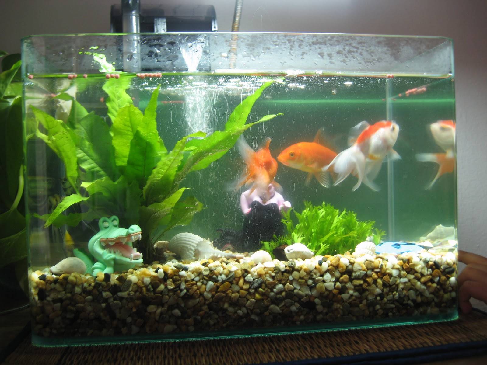 С чего начать и что нужно для аквариума с рыбками? - аквариумный мир