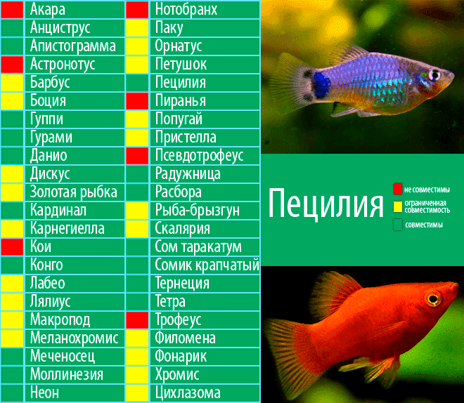 Топ 10 аквариумных цихлид с названиями и фото