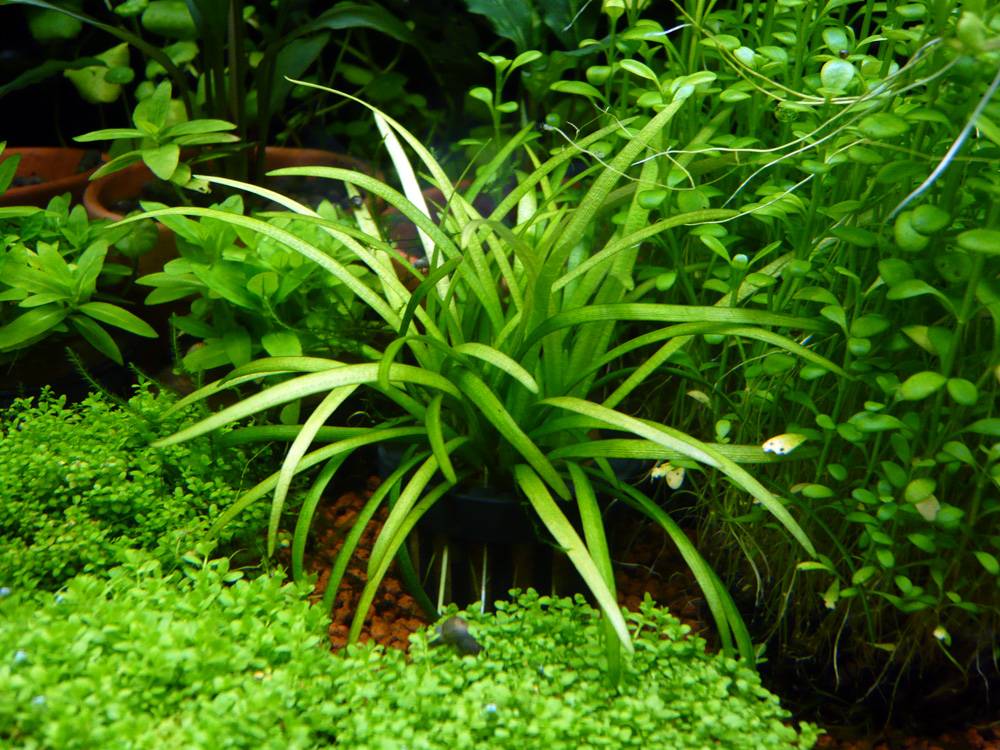 Растение сагиттария: содержание и уход, виды и размножение - ribulki.ru