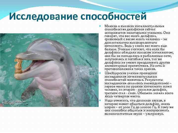 Дельфины — описание, питание, охота, размножение