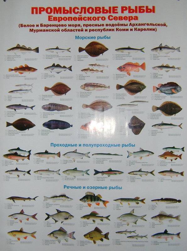 Вомер рыба. описание, особенности, среда обитания и фото рыбы
