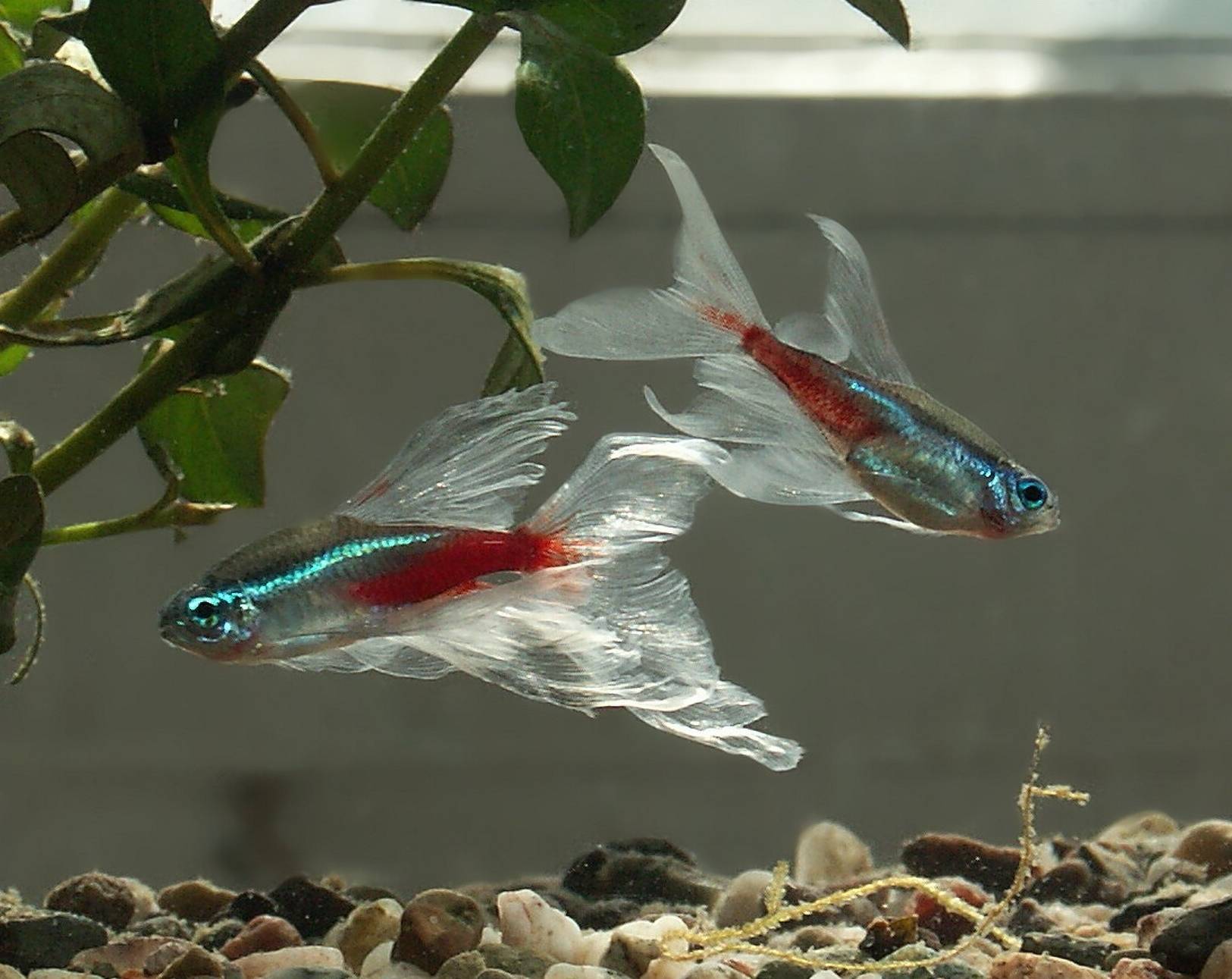 Красный неон: характер пестрой рыбки, трудности в размножении, уход и содержание