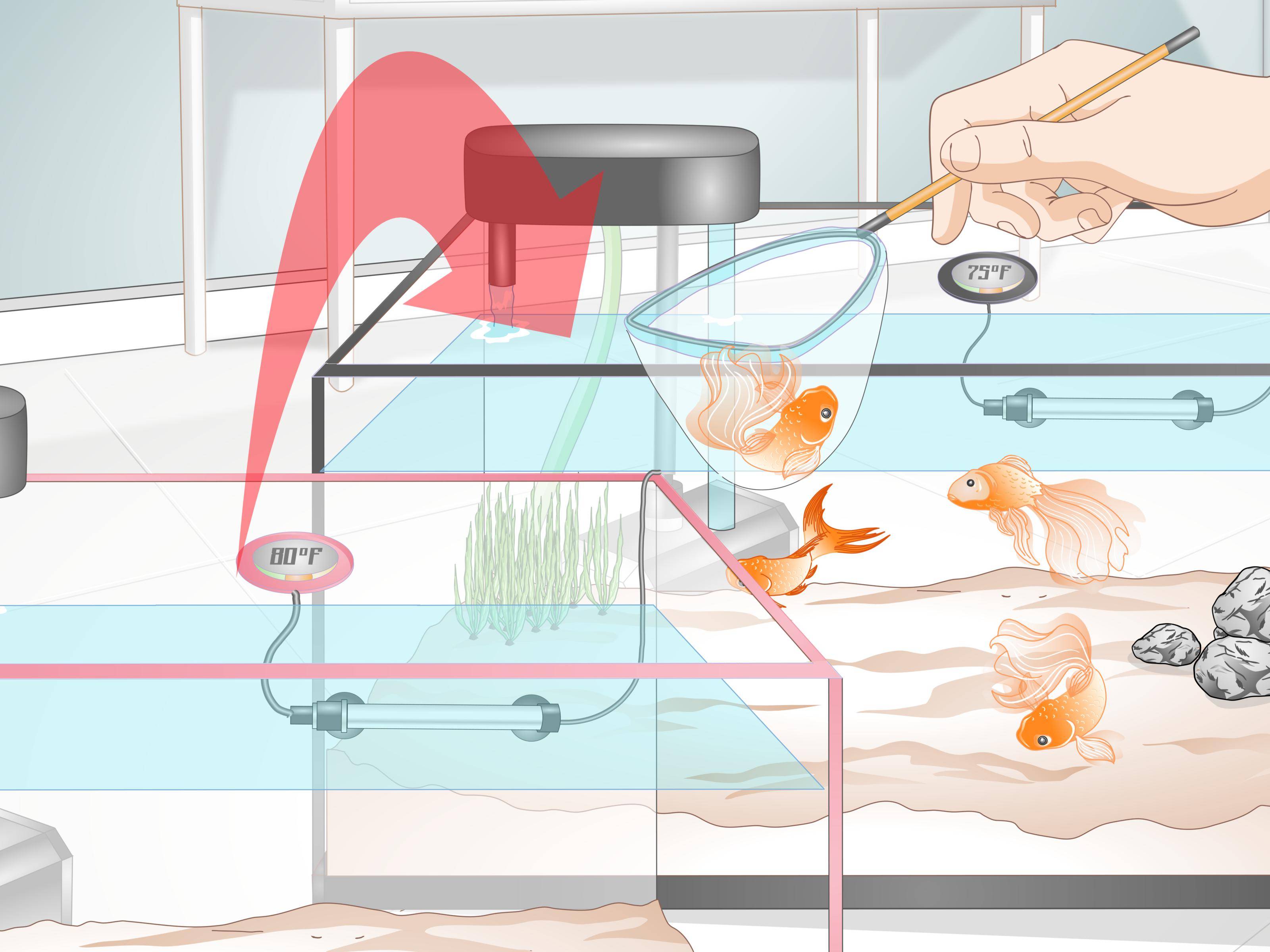 Содержание и разведение аквариумных рыбок в домашних условиях