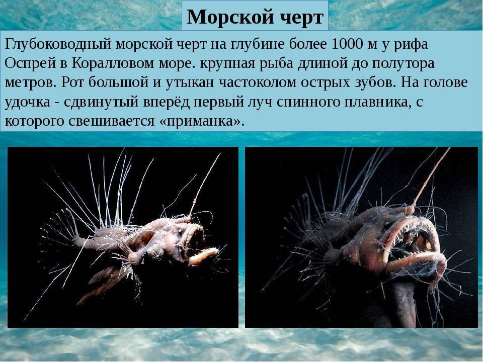Описание глубоководной рыбы с фонариком на голове