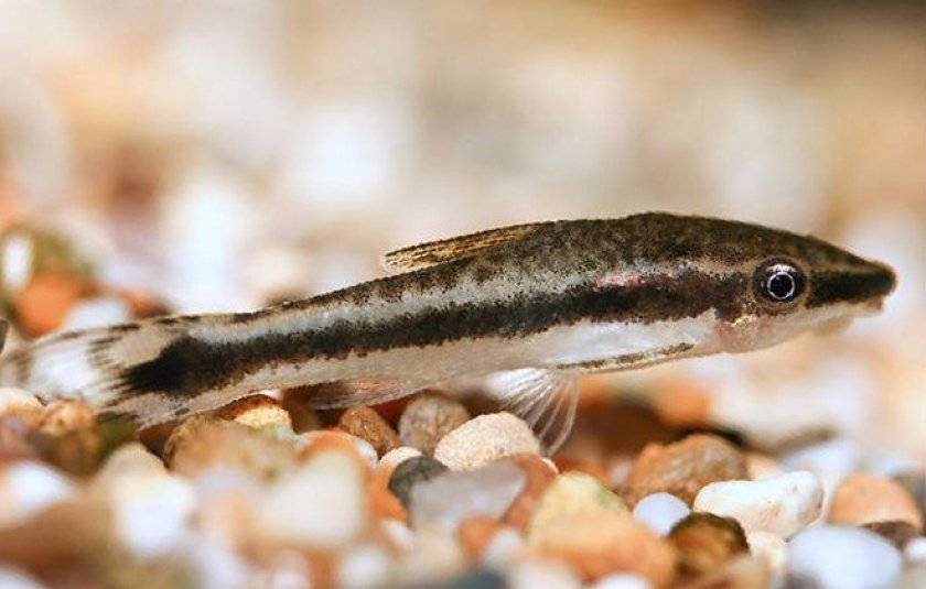 Отоцинклюсы: описание и виды сомиков, уход за ними, правила содержания и разведения рыбок