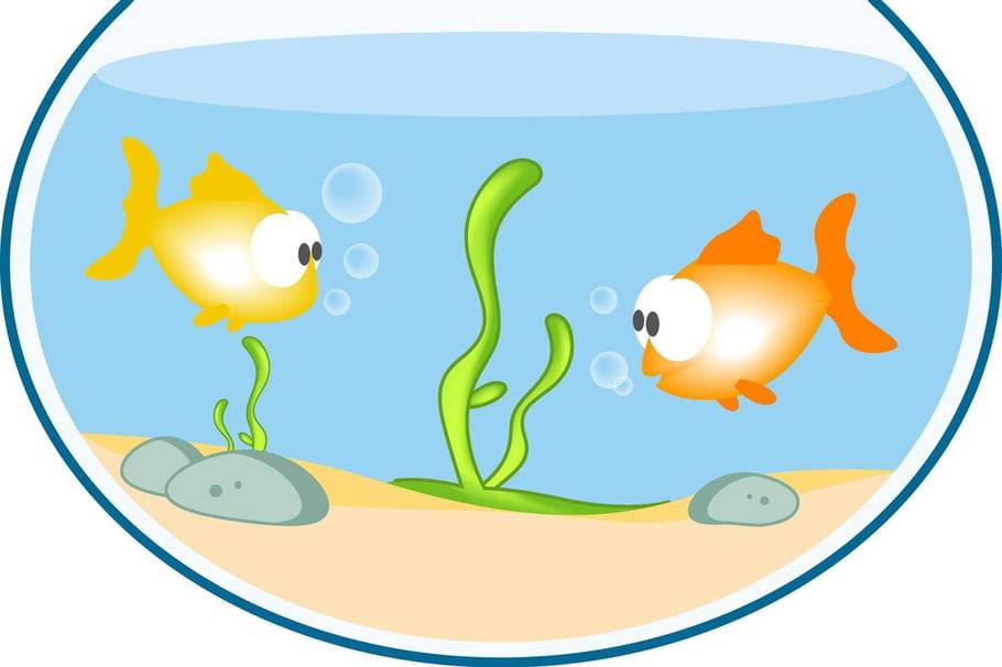Составить рассказ о разнообразии аквариумных рыбок. беседа с детьми старшего дошкольного возраста об аквариумных рыбках — гуппи