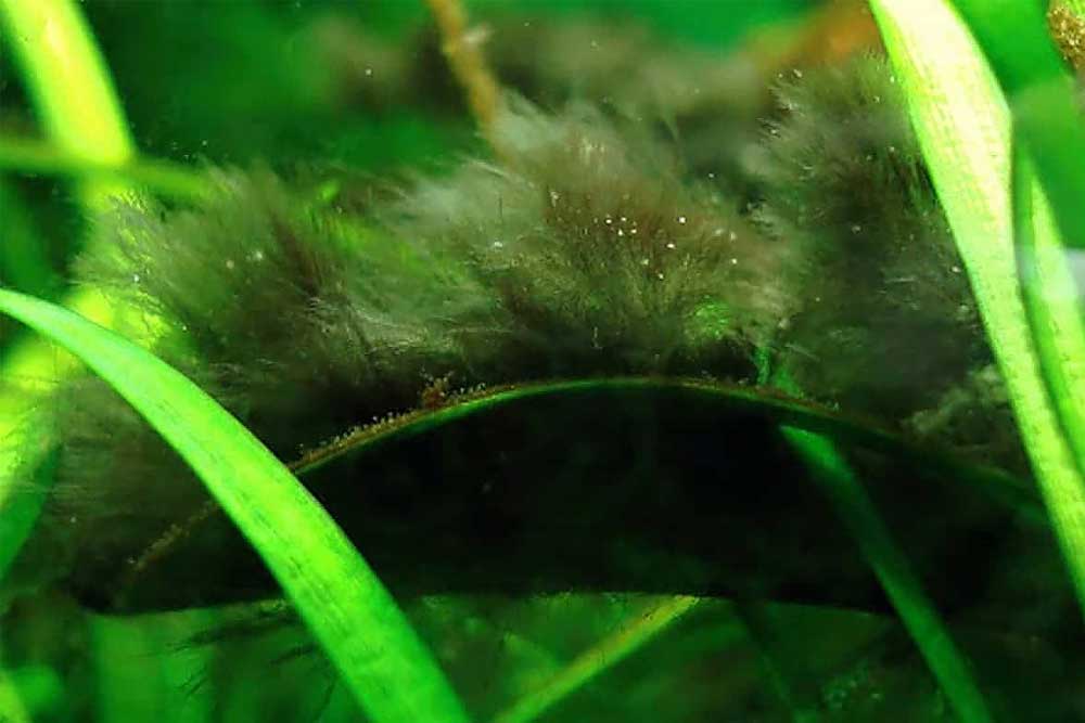 Черная борода в аквариуме: причины появления, методы борьбы с водорослью, химические и биологические средства