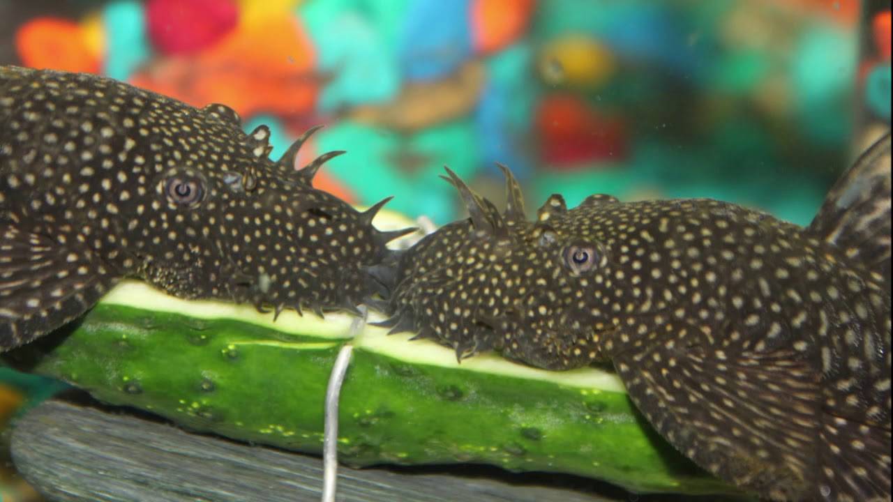 Аквариумные рыбки сомики анциструсы: разведение и содержание в аквариуме