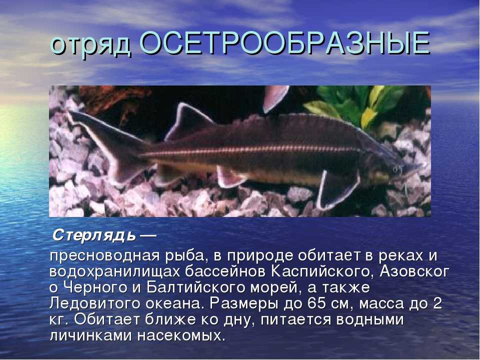 Стерлядь: фото рыбы, чем она питается, где водится в природе