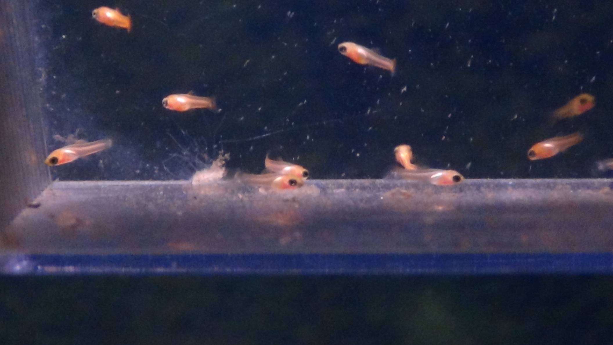 Аквариумные рыбки меченосцы: какой уход необходим? условия содержания в аквариуме - твой питомец